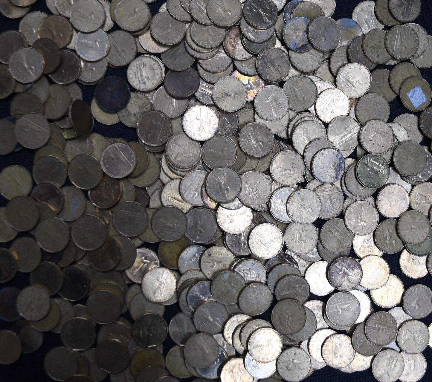 375    1987-2019 Canada $1 One Dollar Coin Lot $375 Face Canadian Loons